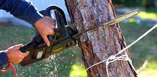 How Our Tree Care Process Works  in  Lewisburg, WV